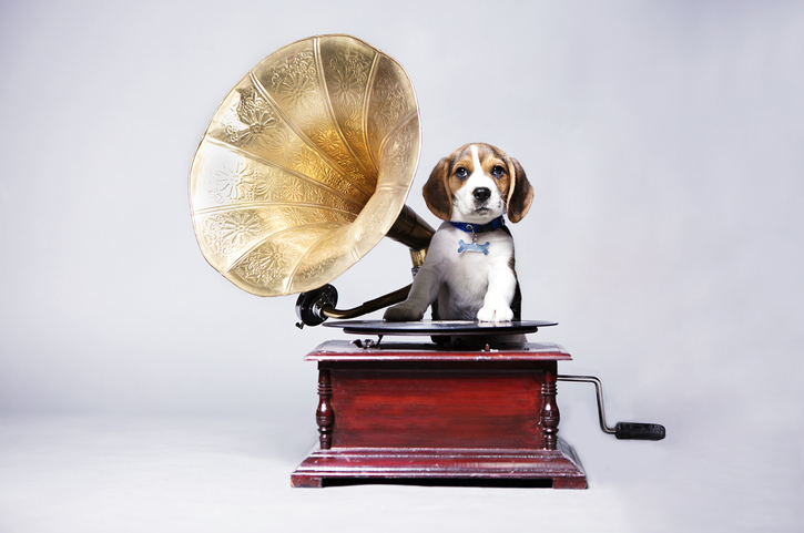 beagle puppy on a gramophone