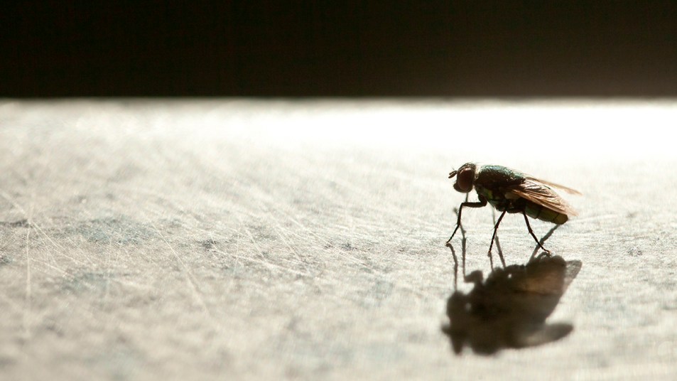 A fly walking on human skin, which needs a remedy to get rid of it