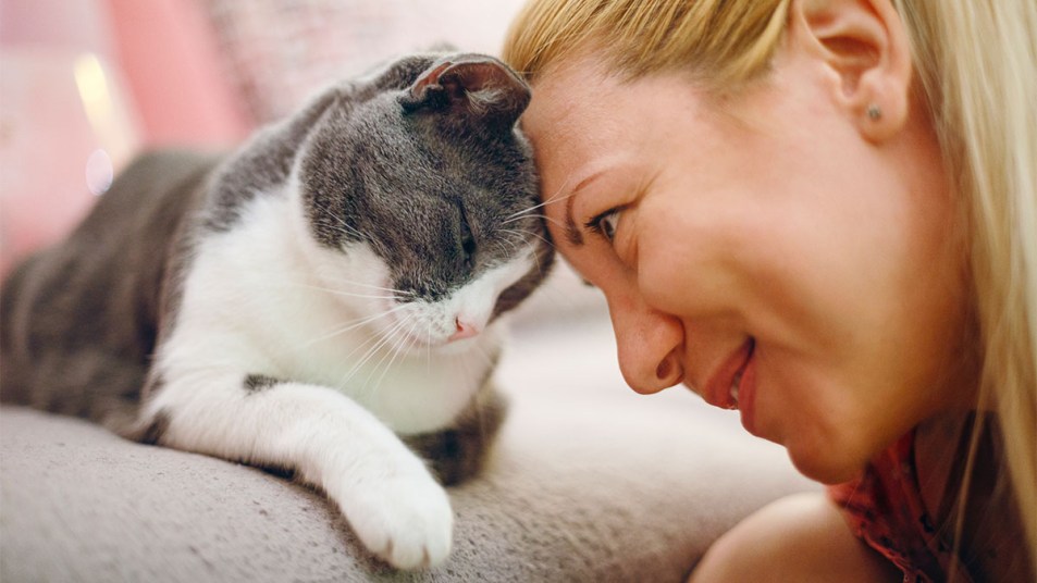 White and gray cat giving a headbutt to a blond woman, with the to pressing foreheads together