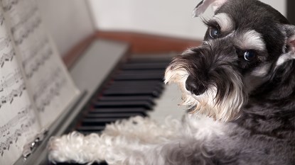 Schnauzer dog sitting at piano with paws on keys