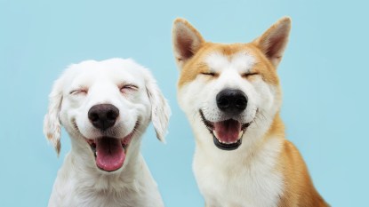 Two dogs laughing: Funny dog videos