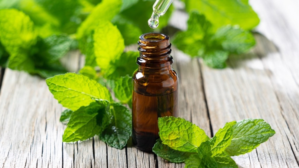 Peppermint essential oil, which is used for congestion, beside fresh peppermint