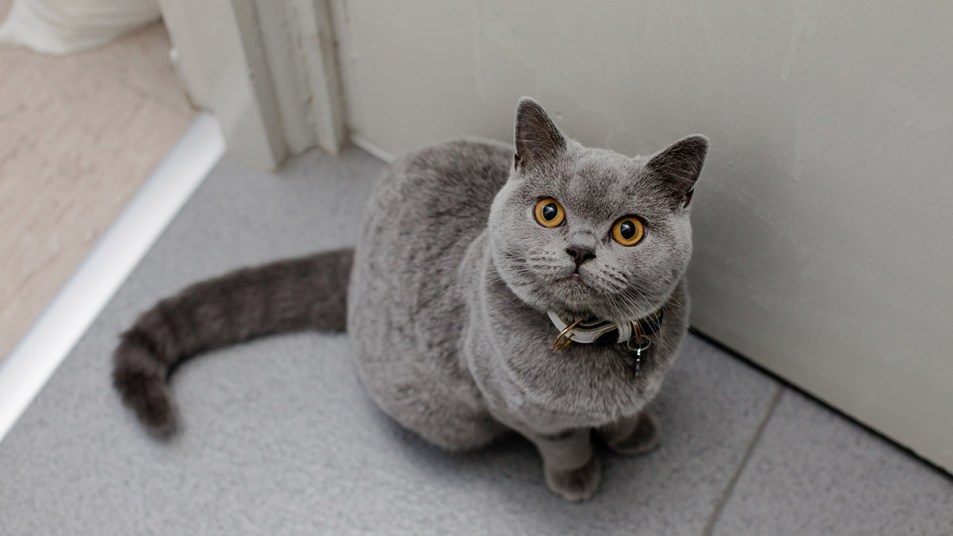 A gray cat looking up wondering if his ears need cleaning
