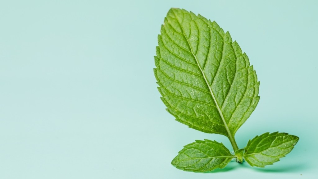 A sprig of peppermint, which can be used for diarrhea caused by stress