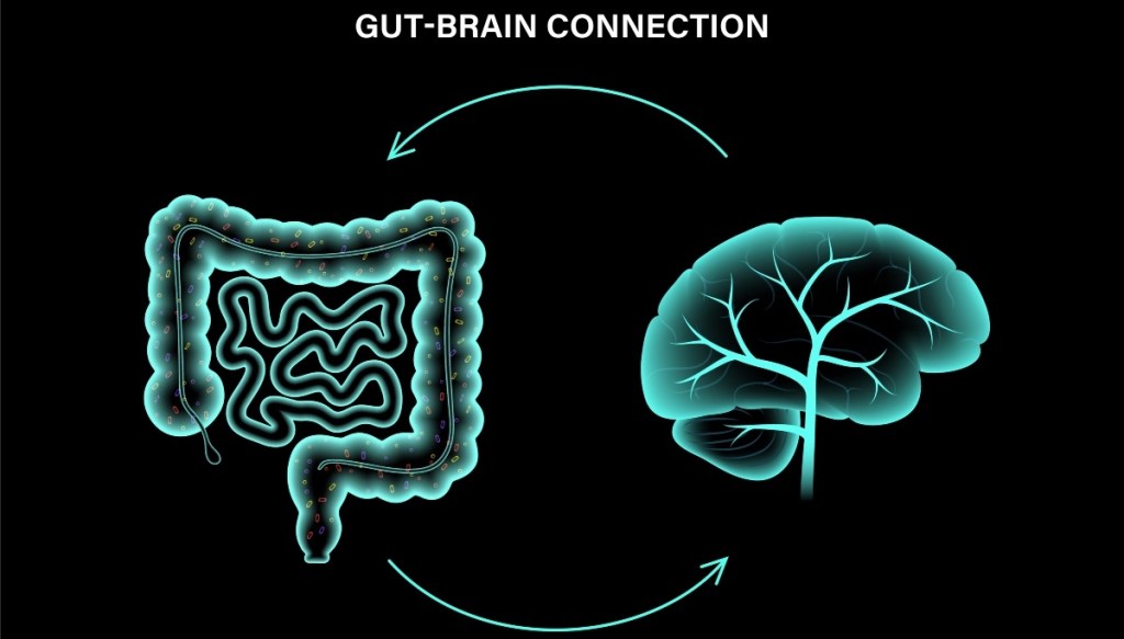 An illustration of the gut-brain axis, which can be "fed" with dietary fiber to work better than an antidepressant