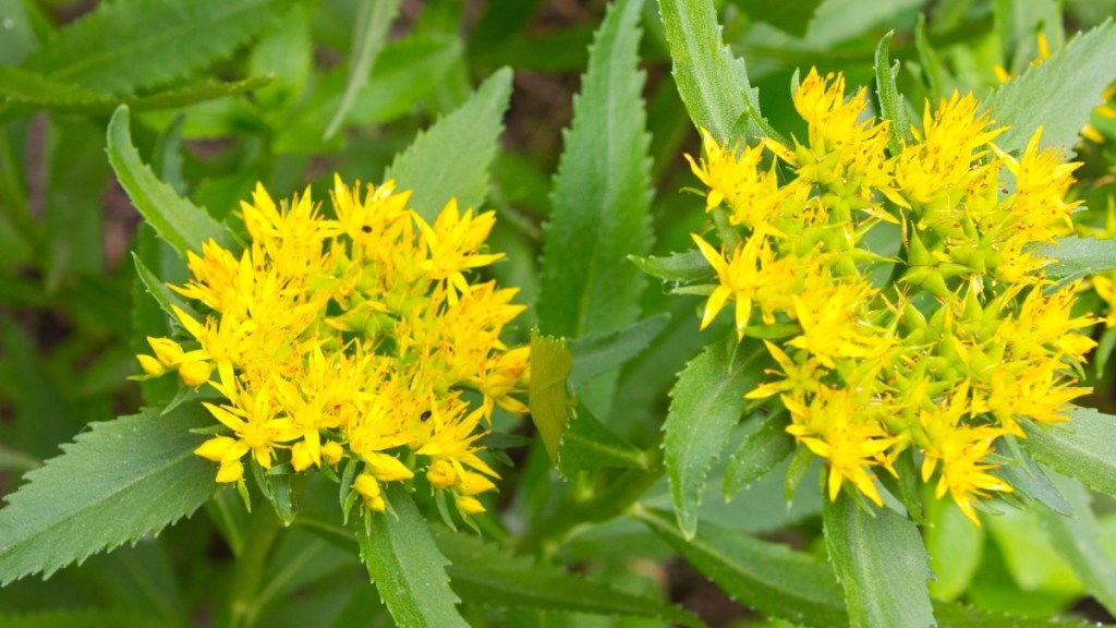 Rhodiola rosea yellow flowering plant, which can be used to reduce cortisol