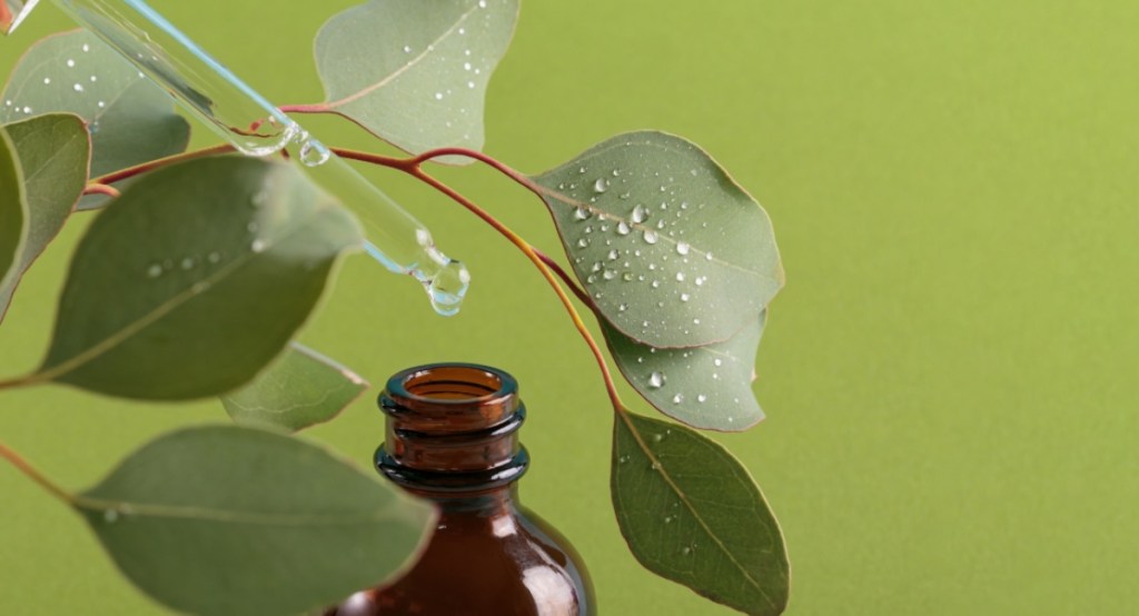 Eucalyptus essential oil for congestion beside fresh eucalyptus on a green background