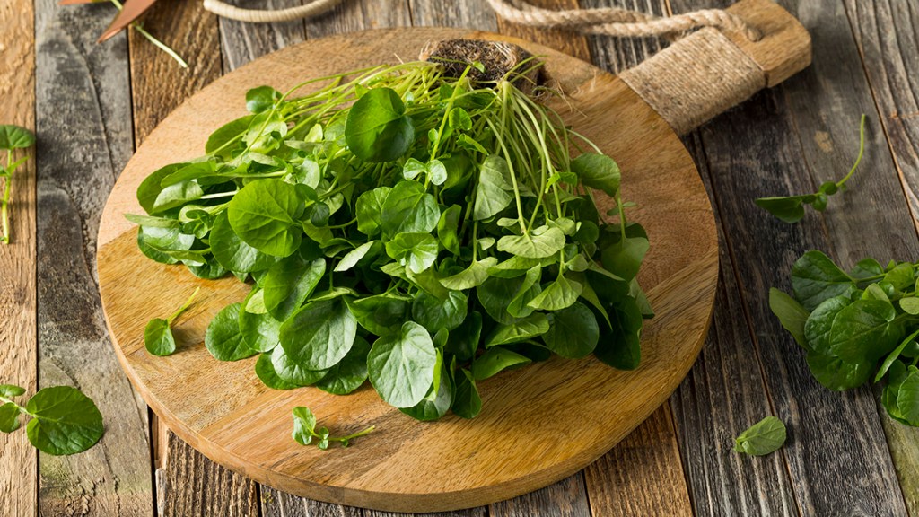 A spray of watercress, which is a bitter green that helps speed weight loss