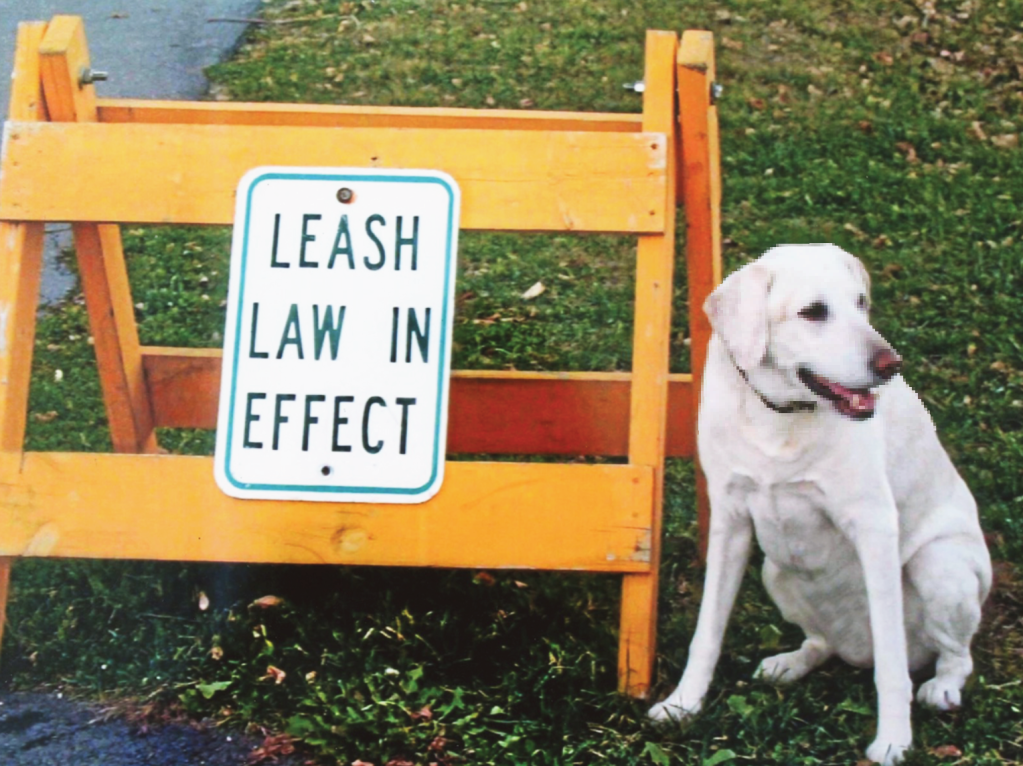 Funny signs: Dog off leash standing next to a sign that says "Leash law in effect"