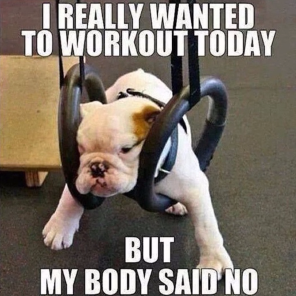 Exercise memes: Dog lazily slumped on gym rings with caption: I really wanted to work out today, but my body said no