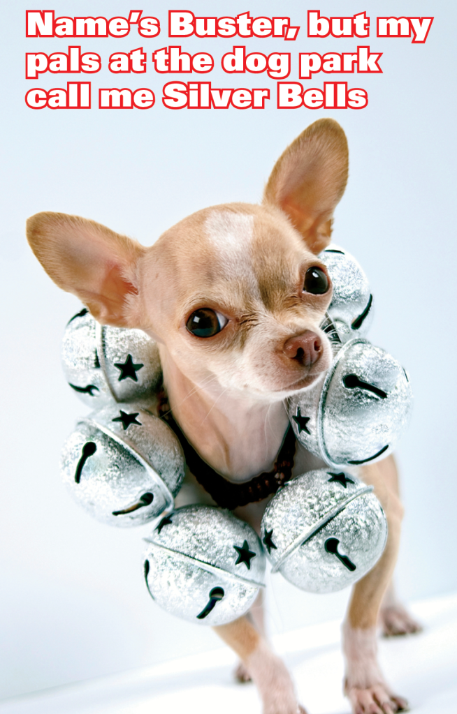 Dog wearing bells around his neck with caption, "Name's Buster, but my pals at the dog park call me Silver Bells"