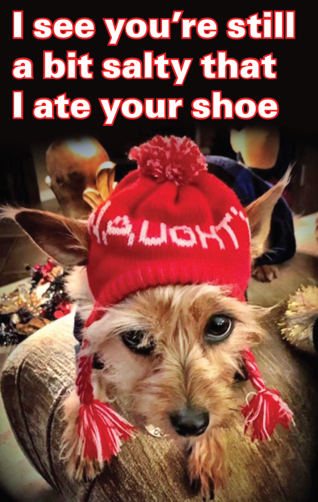 Holiday memes: Dog in "naughty" hat with caption, "I see you're still salty that I ate your shoe"