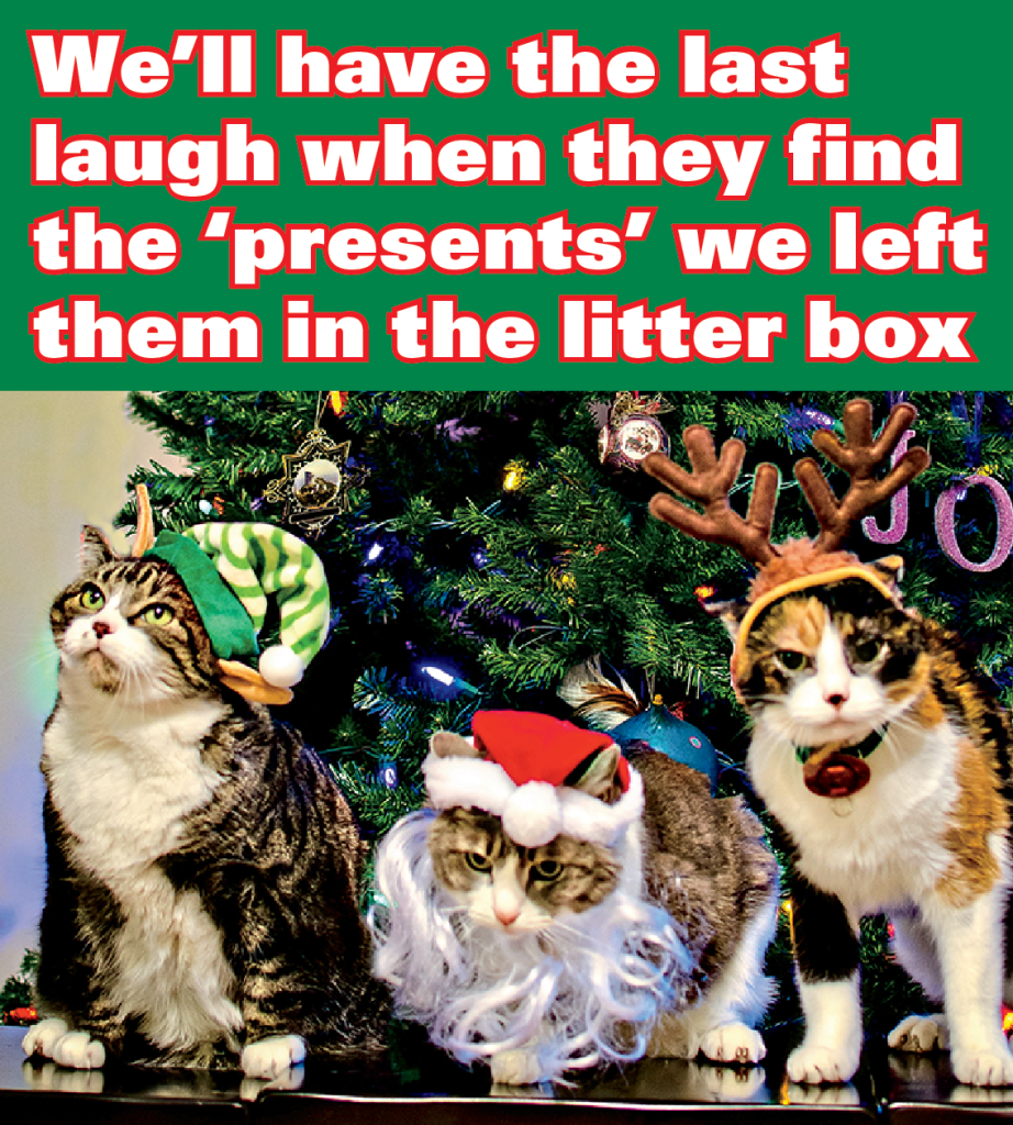 Holiday memes: 3 unamused cats in Christmas costumes with caption: "We'll have the last laugh when the find the 'presents' we left them in the litter box