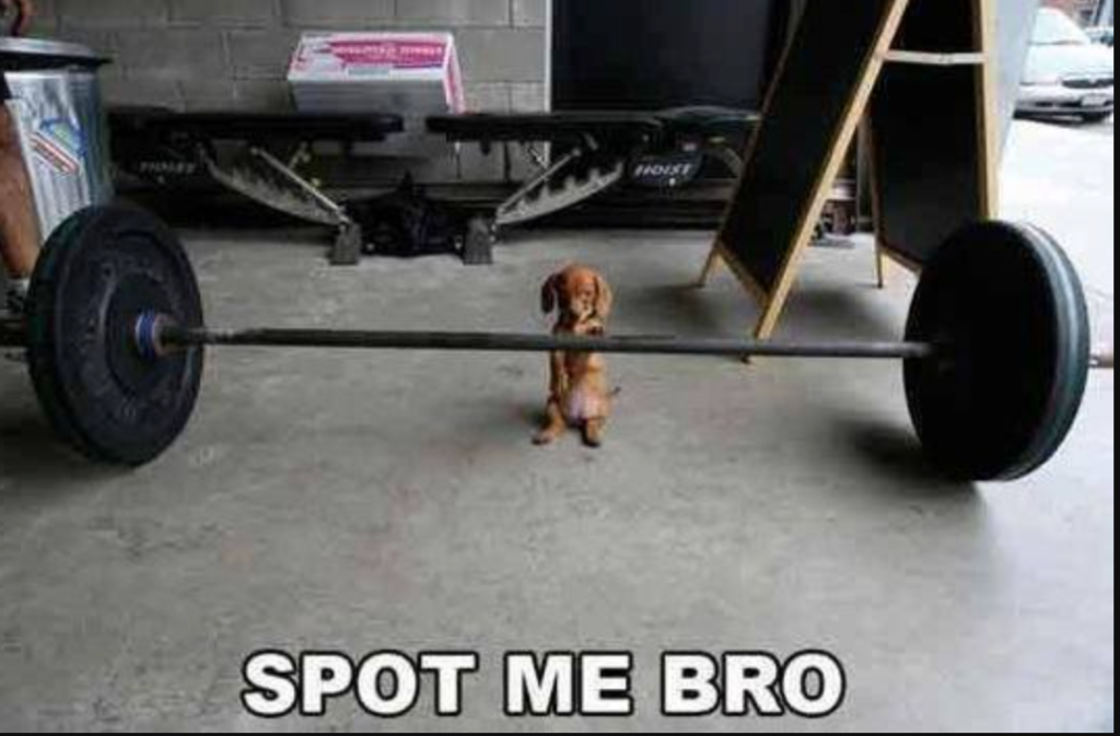 Exercise memes: Little dog about to lift big weights with caption: Spot me bro!
