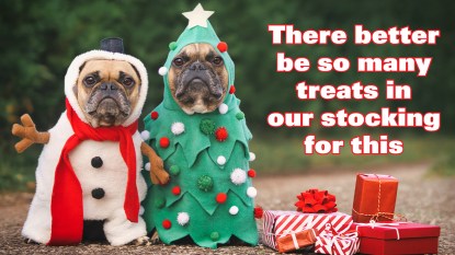 Two dogs in Christmas costumes with caption: "There better be so many treats in our stocking for this"