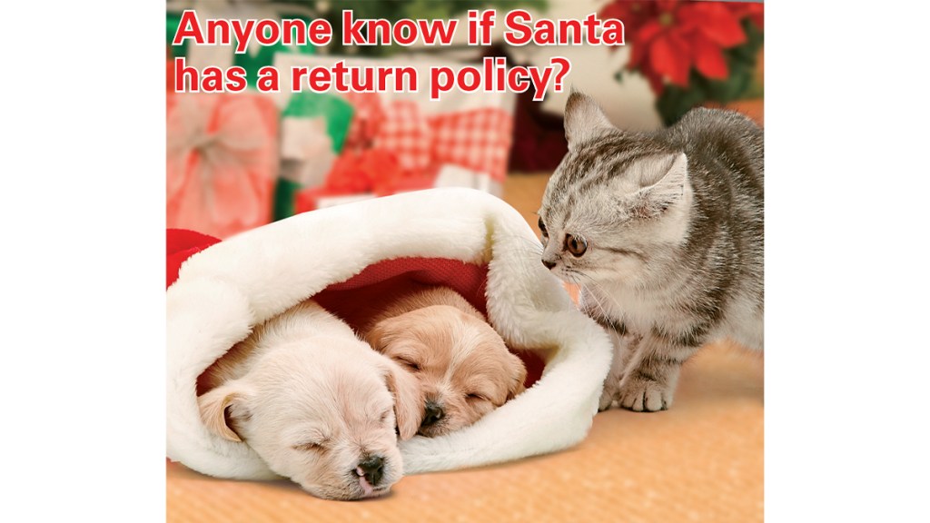 Cat looking at puppies in stocking with caption, "Anyone know if Santa has a return policy?"