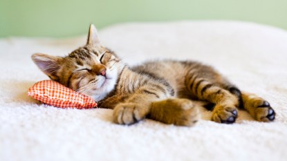 Cat sleeping with pillow