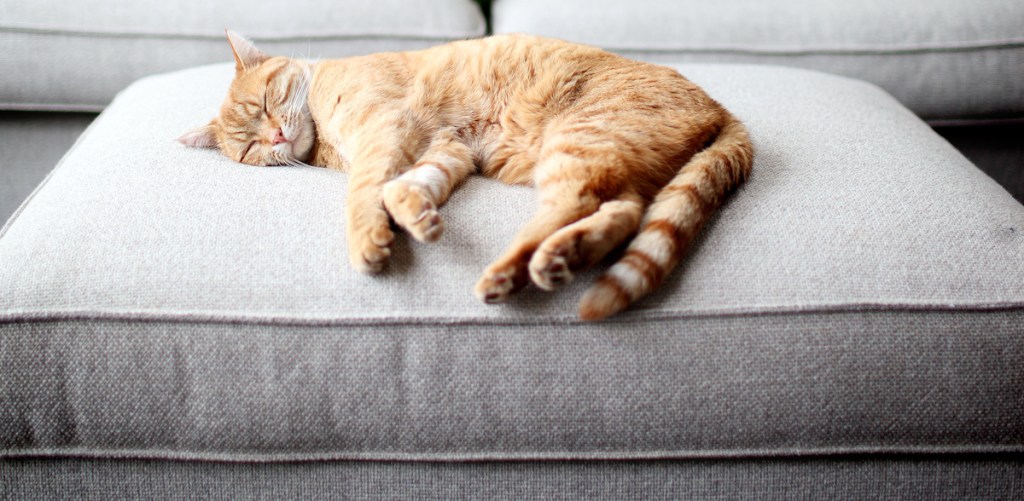 Orange cat sleeping in side with arms and legs out