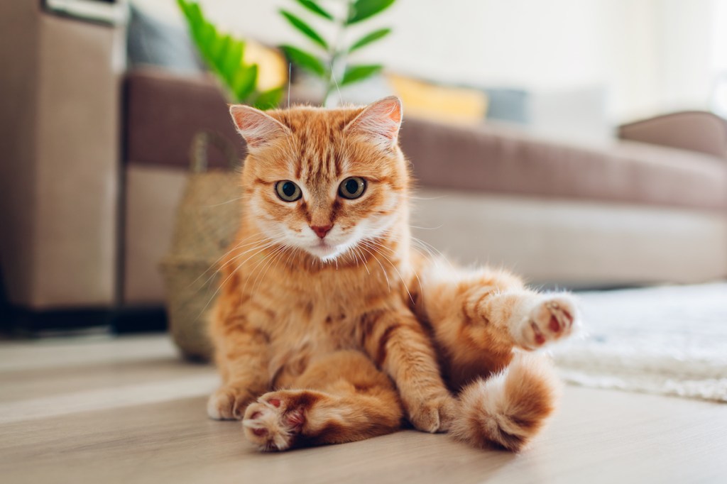 Orange cat sitting on floor after cleaning itself