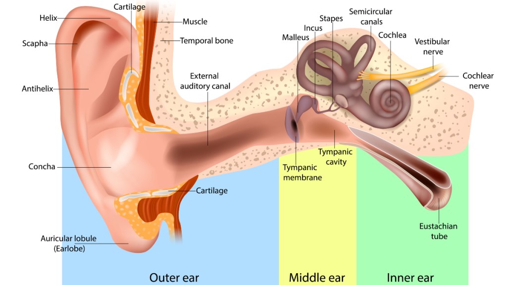 An illustration of the outer, middle and inner ear