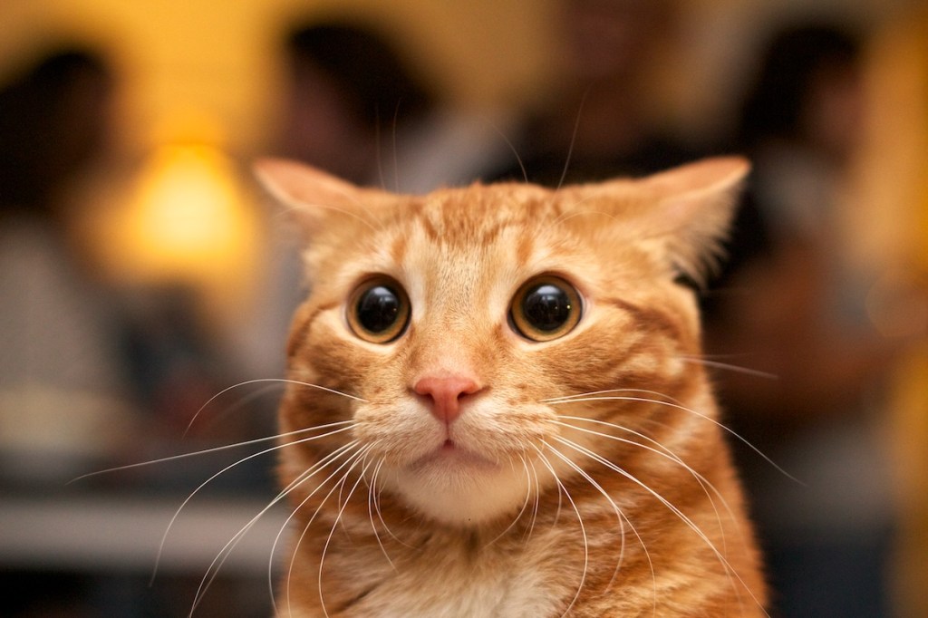 Close-up of orange cat with dilated pupils and ears going back