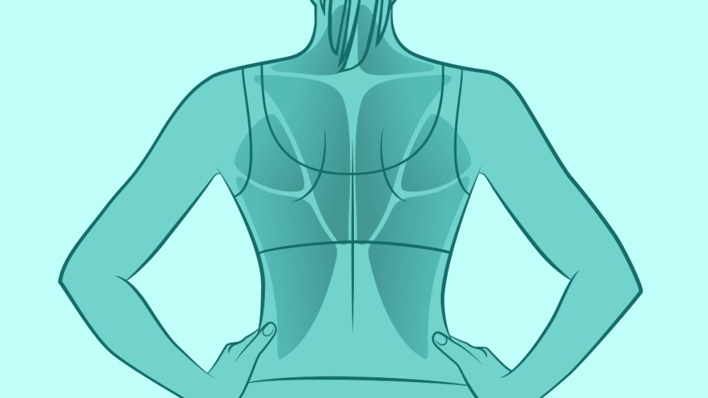 An illustration of muscles in the mid back, which can cause pain