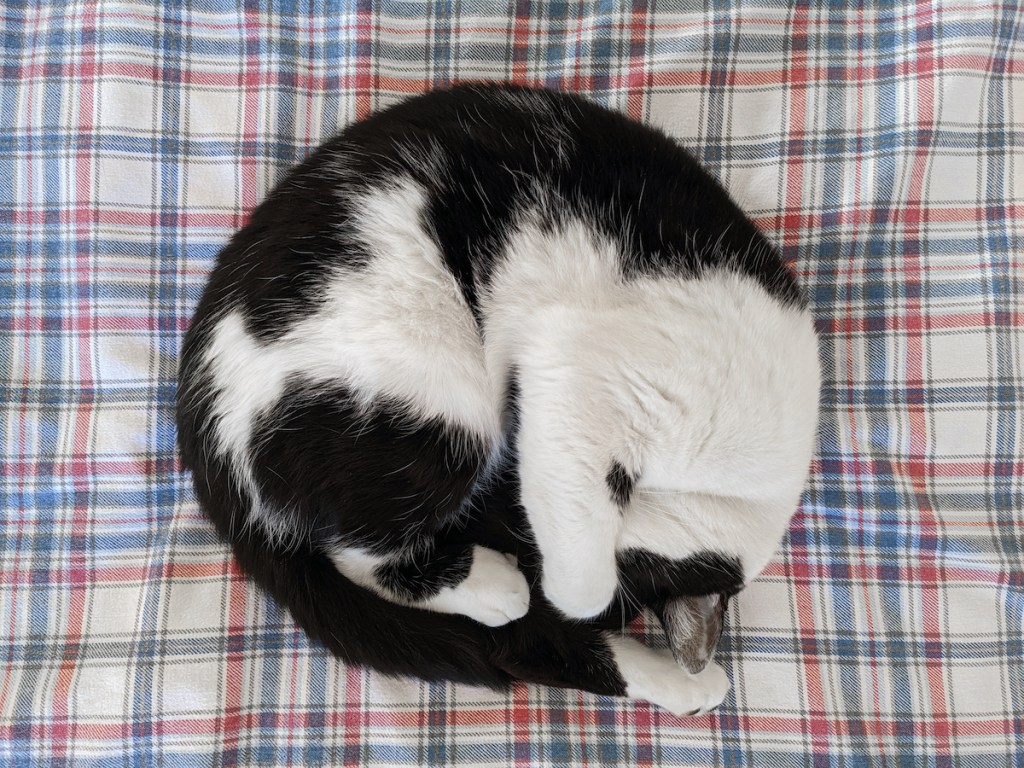 Black-and-white cat sleeping on side curled up in ball