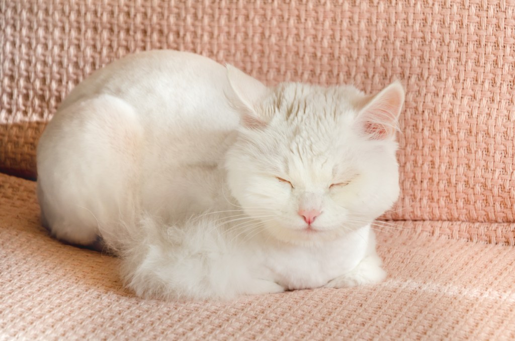 White cat sleeping in loaf position