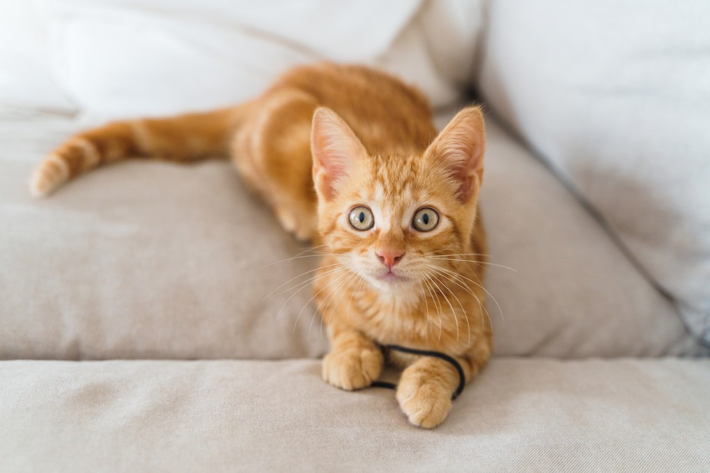 Orange kitten sitting on couch and holding black string