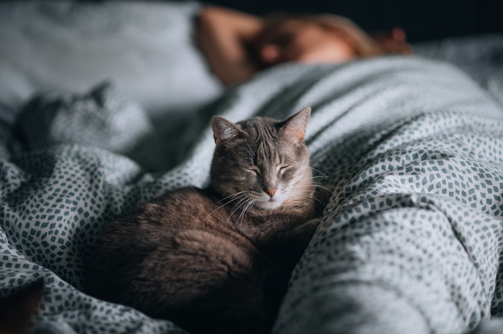 Cat sleeping in bed with owner