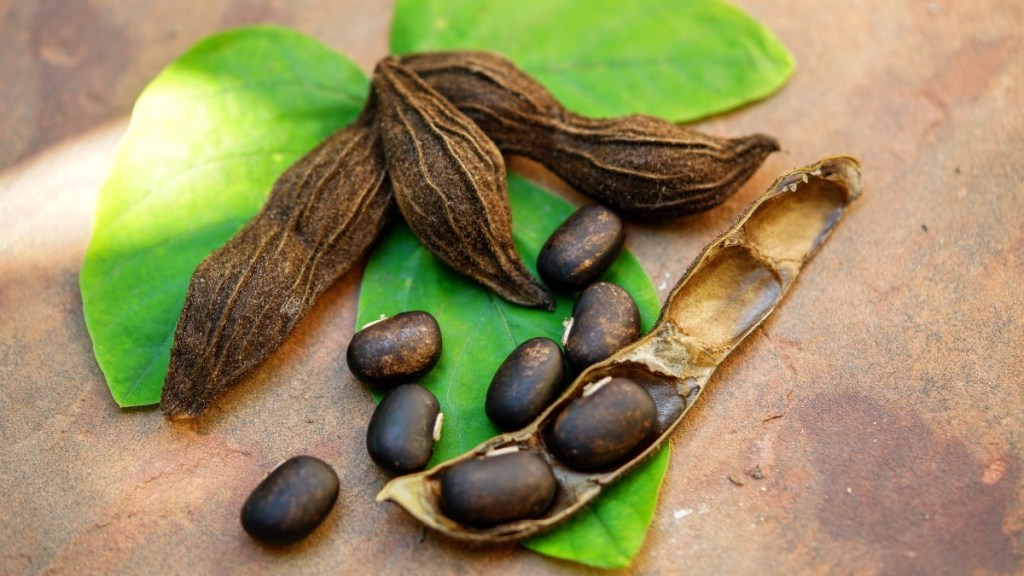 magic velvet bean seeds on a velvet bean leaf, which is a natural dopamine supplement