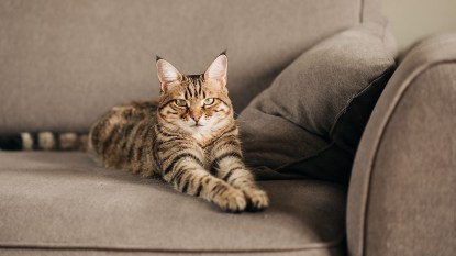Tabby cat sitting on couch, looking like they are about to scratch the furniture