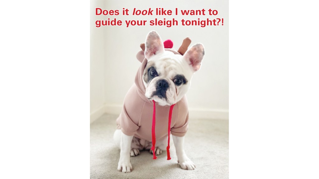 Christmas memes: Dog in reindeer hoodie with caption, "Does it look like I want to guide your sleight tonight?!"