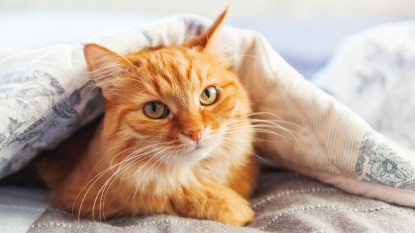 Orange cat poking head out from blanket
