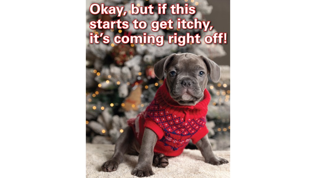 Christmas memes: Dog in sweater with caption, "Okay, but if this starts to get itchy, it's coming right off!"