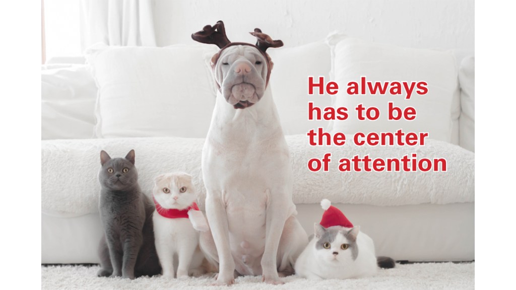 Dog and 3 cats dressed up with caption, "He always has to be the center of attention"