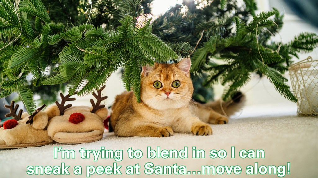 Christmas memes: Cat hiding under tree with caption, "I'm trying to blend in so I can sneak a peek at Santa…move along!"