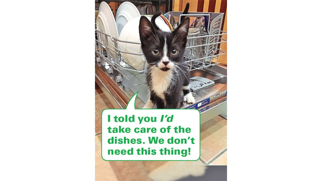Funny photos: Cat standing in dishwasher with caption: "I told you I'd take care of the dishes. We don't need this thing."