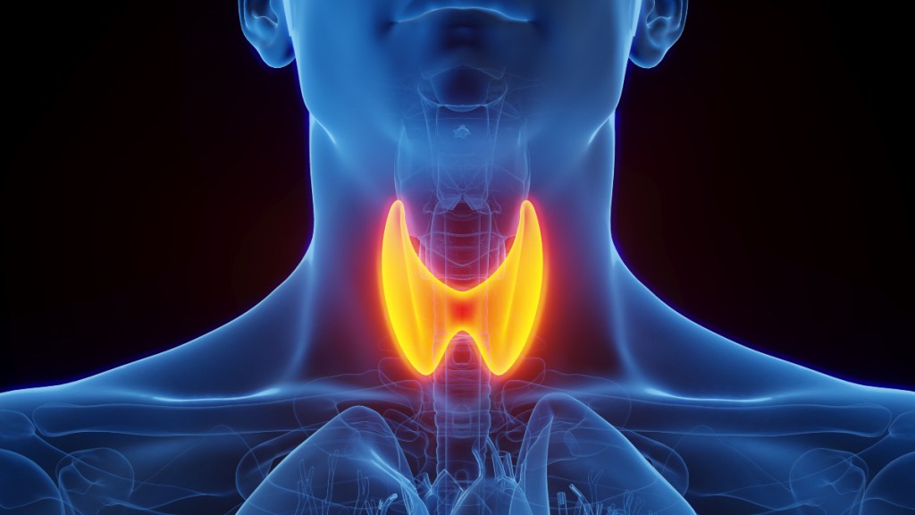 An illustration of the thyroid gland, which can be supported with ashwagandha