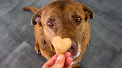 dog being offered a ginger cookie: ginger for dogs