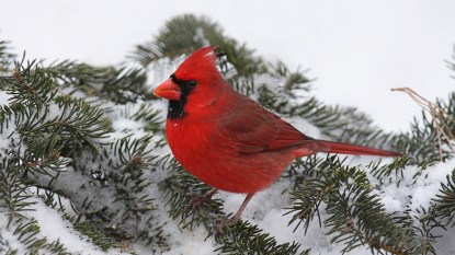 cardinal in the snow; soft fascination