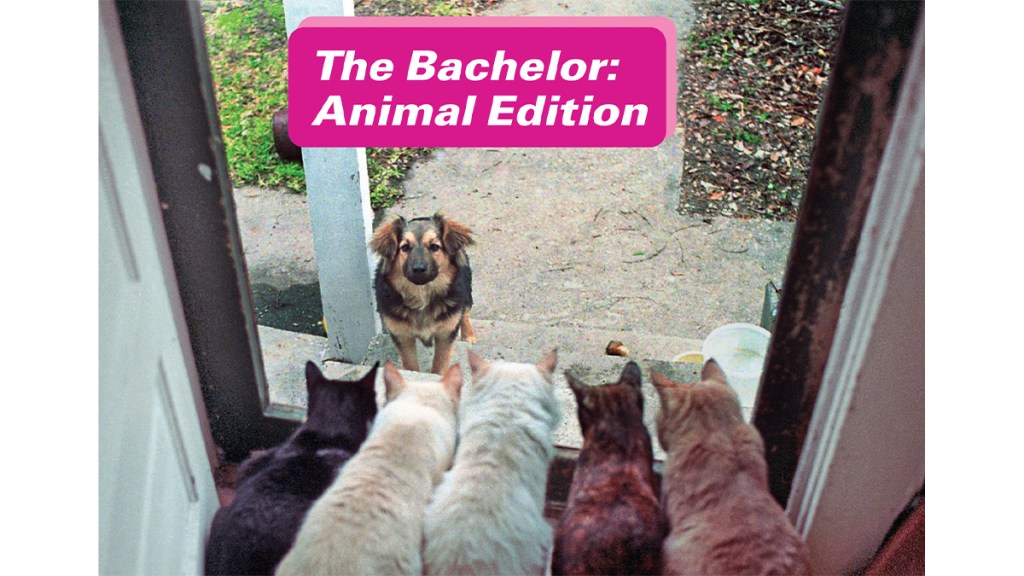 Funny photos: Dog looking at 5 cats with caption, "The Bachelor: Animal Edition"