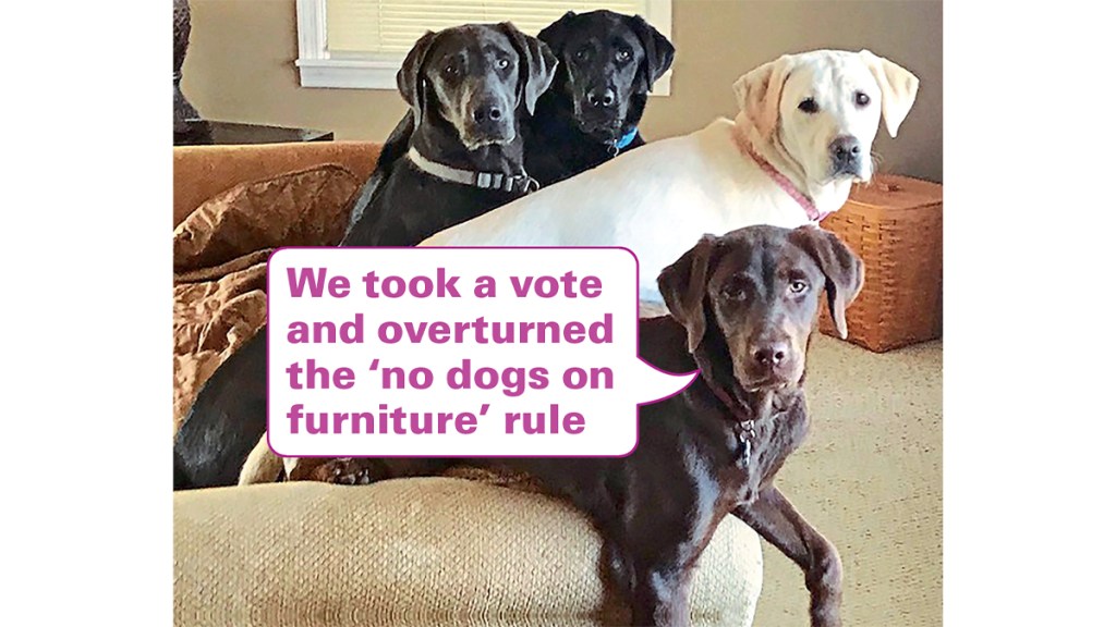 Funny photos: Dogs on couch with caption, "We took a vote and overturned the 'no dogs on furniture' rule."