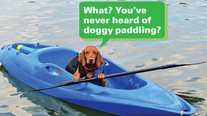 Funny photos: Dog in paddle boat with caption, "What? You've never heard of doggy paddling?"