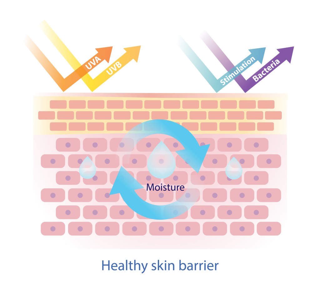 Illustration of a healthy skin barrier after skin barrier repair