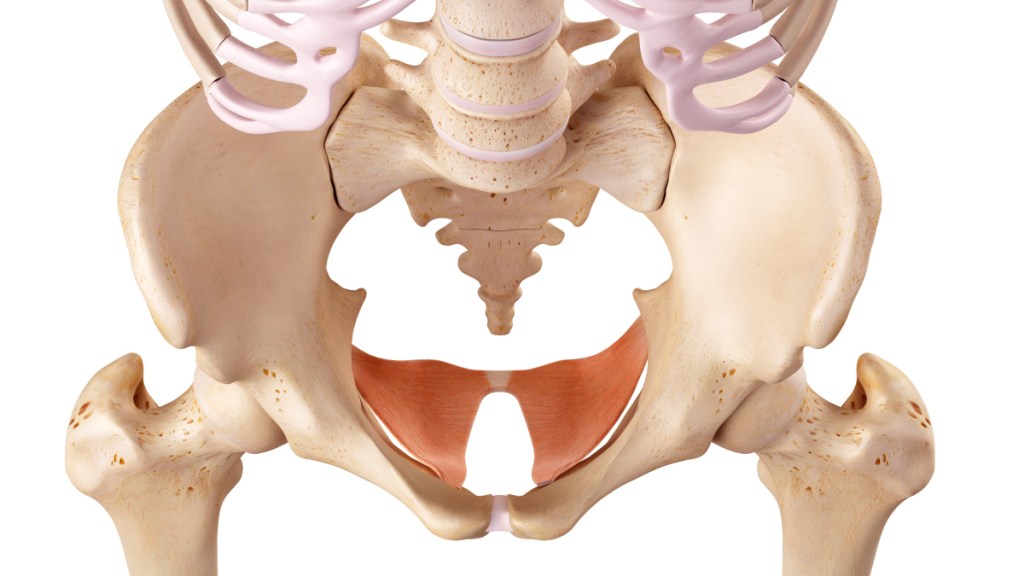 an illustration of the pelvic floor muscles