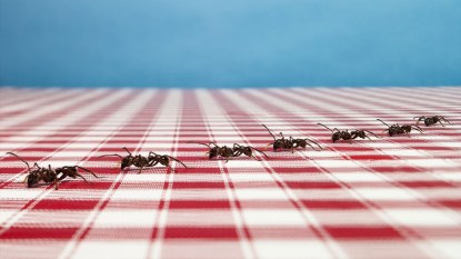 ants on a picnic table cloth for DIY ant killers