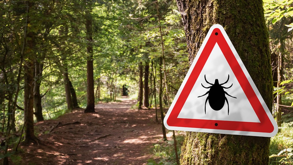 Path through the woods with a tick warning sign posted for Lyme disease