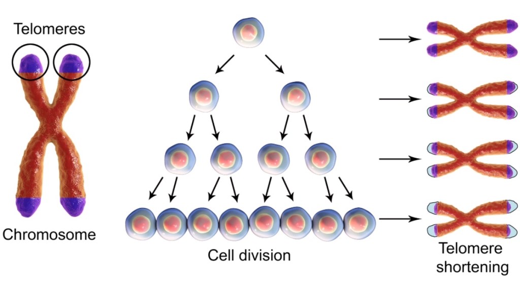An illustration of telomeres and cell division